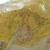 Furca mauretanica - Image 2