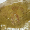Furca mauretanica - Image 3