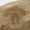 Furca mauretanica - Image 4