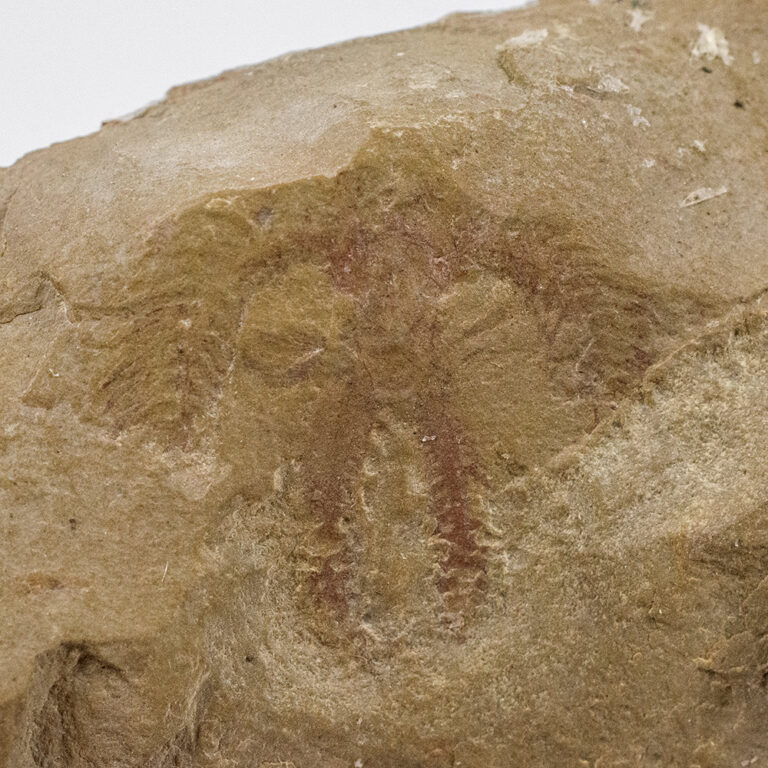 Furca mauretanica