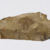 Furca mauretanica - Image 5