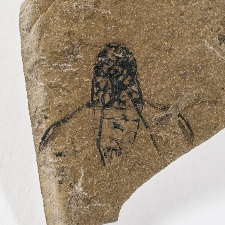 Backswimmer - Notonecta xyphiale