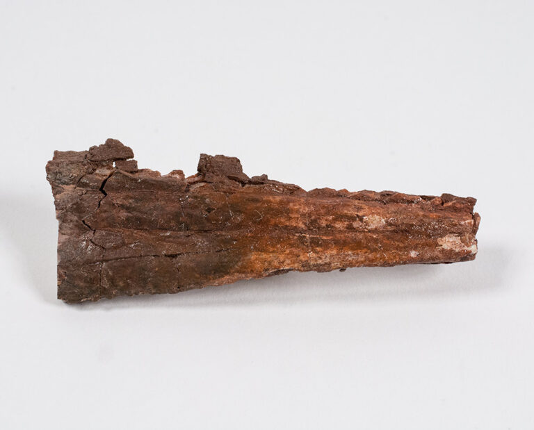 Arganasaurus lyazidi