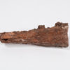 Arganasaurus lyazidi - Image 3