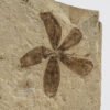 Astronium truncatum - Image 2