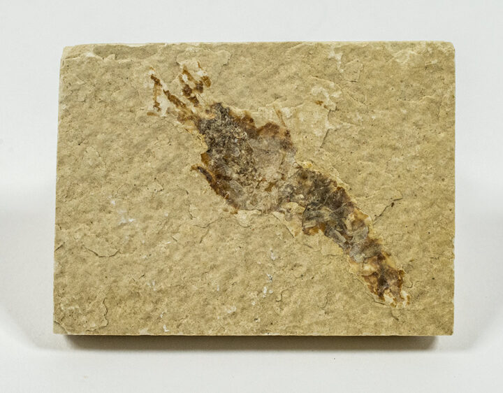 Procambarus primaevus (Packard)