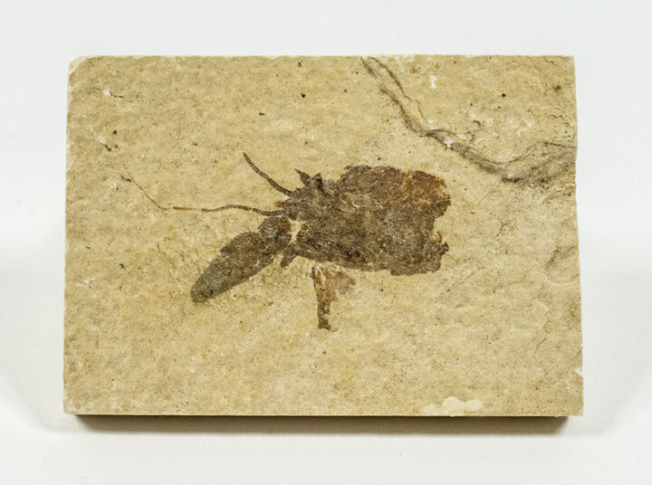 Procambarus primaevus (Packard)