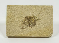 Procambarus primaevus (Packard)