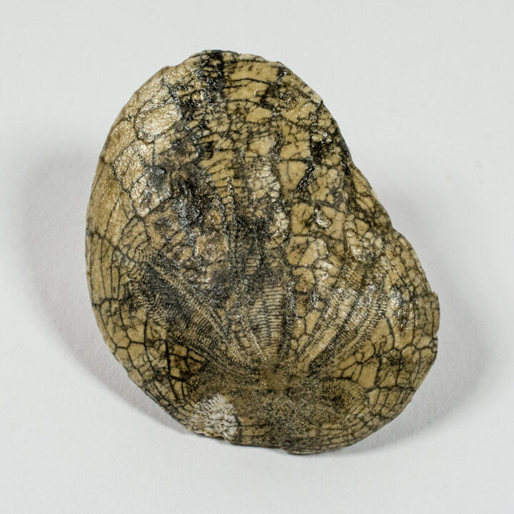 Bitten echinoid - Dendraster gibbsi