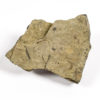 Cooksonia sp. - Image 2