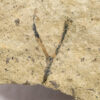 Cooksonia sp. - Image 3