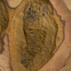 Adelophthalmus mazonensis (Meek & Worthen, 1868) - Image 4
