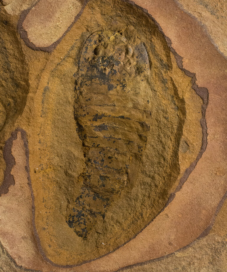 Adelophthalmus mazonensis (Meek & Worthen, 1868)