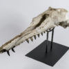 &#8220;Shark-toothed&#8221; Whale Skull &#8211; Squalodon, The Natural Canvas