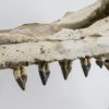 &#8220;Shark-toothed&#8221; Whale Skull &#8211; Squalodon, The Natural Canvas