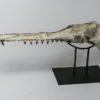 &#8220;Shark-toothed&#8221; Whale Skull &#8211; Squalodon, The Natural Canvas