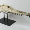 &#8220;Shark-toothed&#8221; Whale Skull &#8211; Squalodon, The Natural Canvas