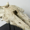 &#8220;Shark-toothed&#8221; Whale Skull &#8211; Squalodon, The Natural Canvas