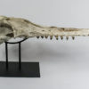 &#8220;Shark-toothed&#8221; Whale Skull &#8211; Squalodon, The Natural Canvas