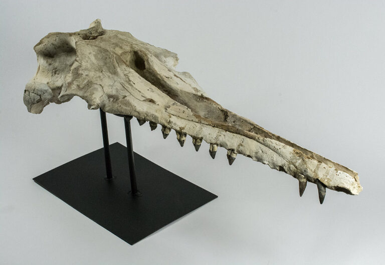 &#8220;Shark-toothed&#8221; Whale Skull &#8211; Squalodon, The Natural Canvas