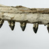 &#8220;Shark-toothed&#8221; Whale Skull &#8211; Squalodon, The Natural Canvas