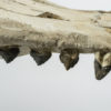 &#8220;Shark-toothed&#8221; Whale Skull &#8211; Squalodon, The Natural Canvas