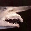 Goblin shark &#8211; Anomotodon sheppeyensis, The Natural Canvas
