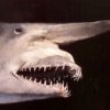 Goblin shark - Anomotodon sheppeyensis - Image 3