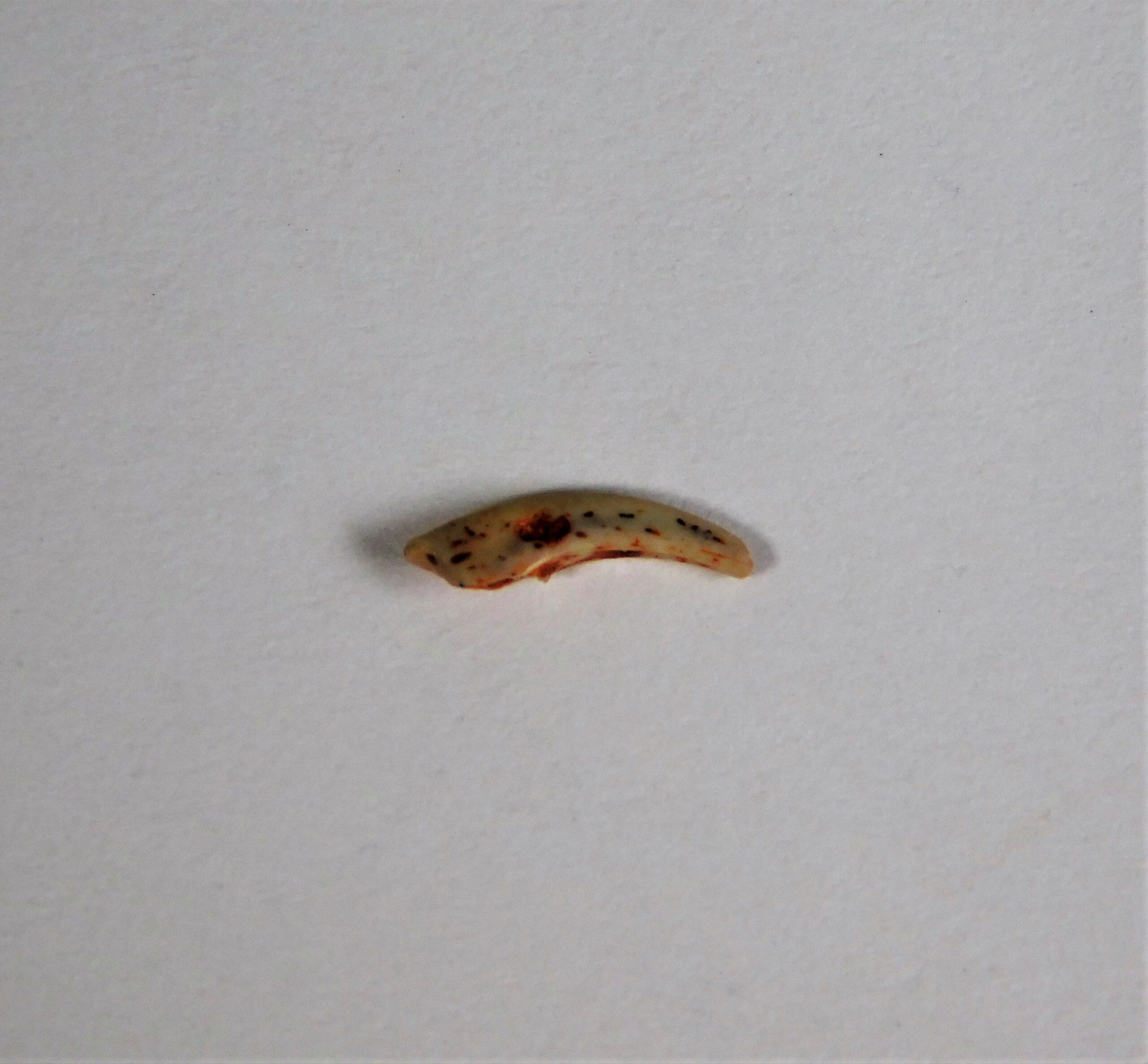 French Dinosaur claw - Image 4