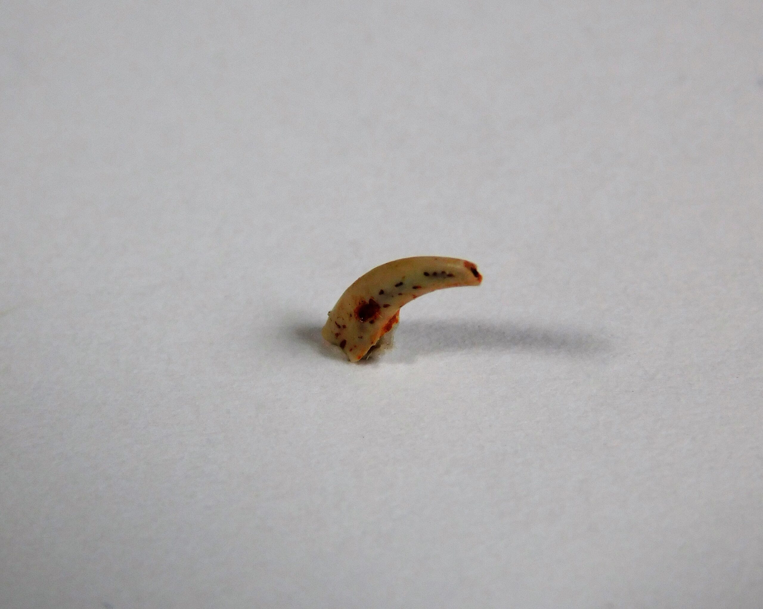 French Dinosaur claw - Image 2