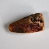 Triassic Phytosaur tooth &#8211; Rutiodon sp., The Natural Canvas