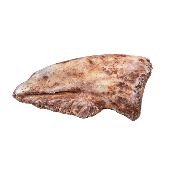 Prosauropod -- Azendohsaurus?