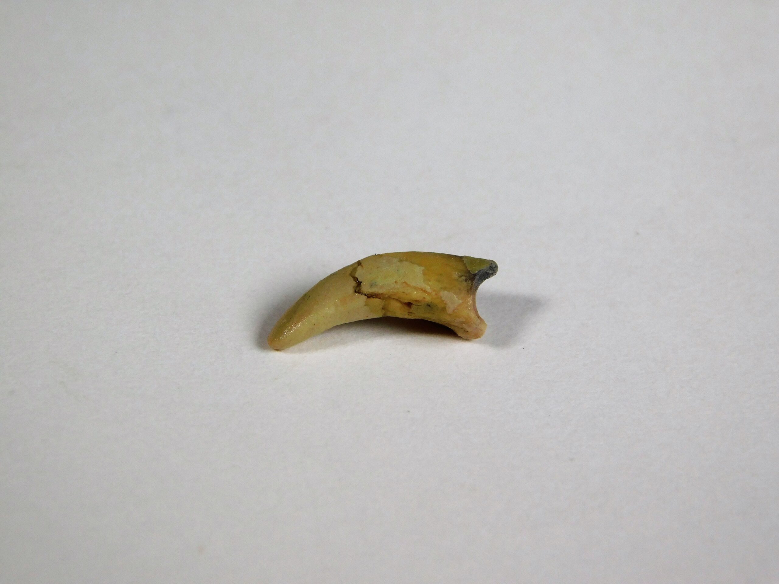 Coelophysis sp. hand claw - Image 2