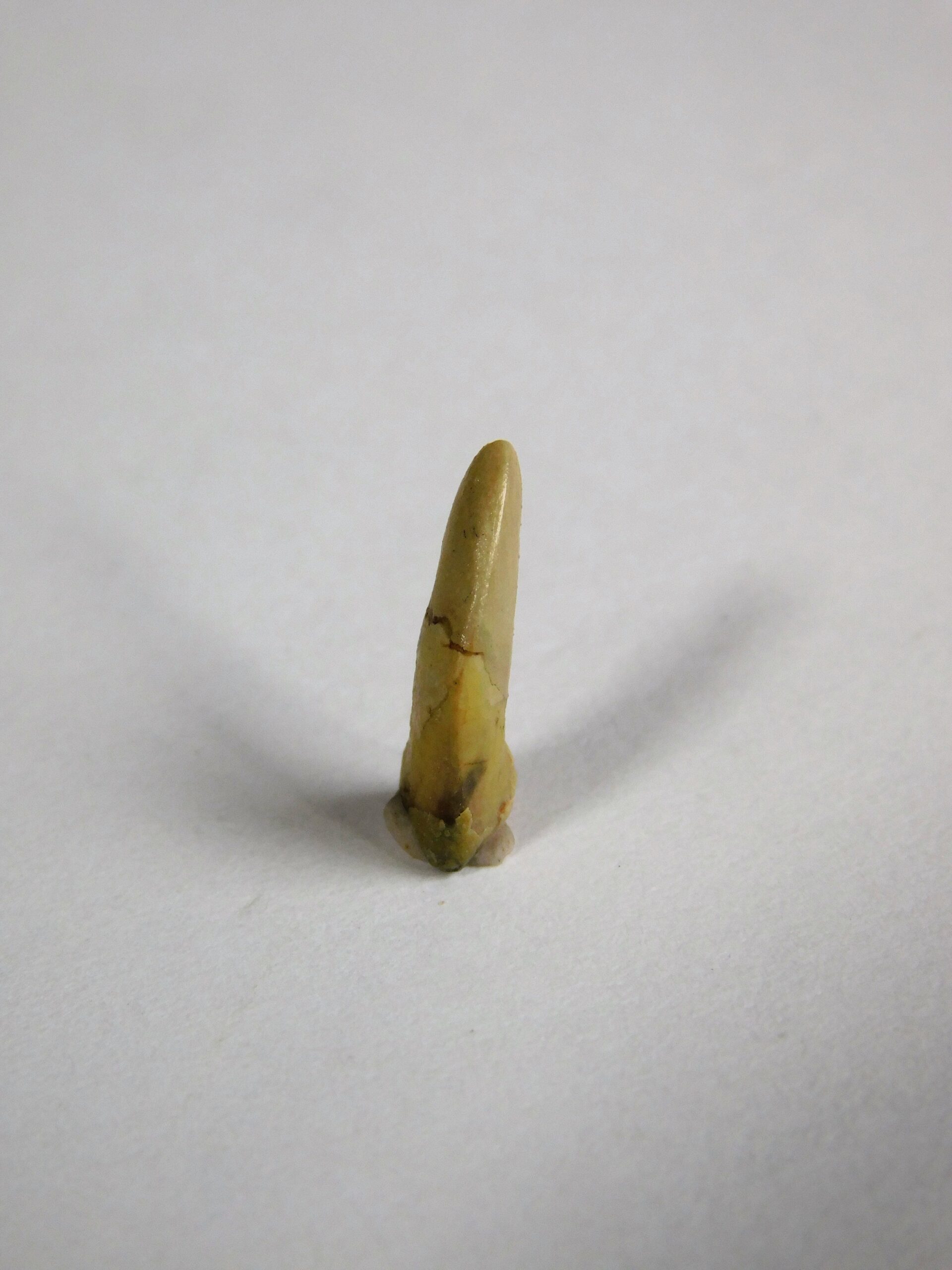 Coelophysis sp. hand claw - Image 3