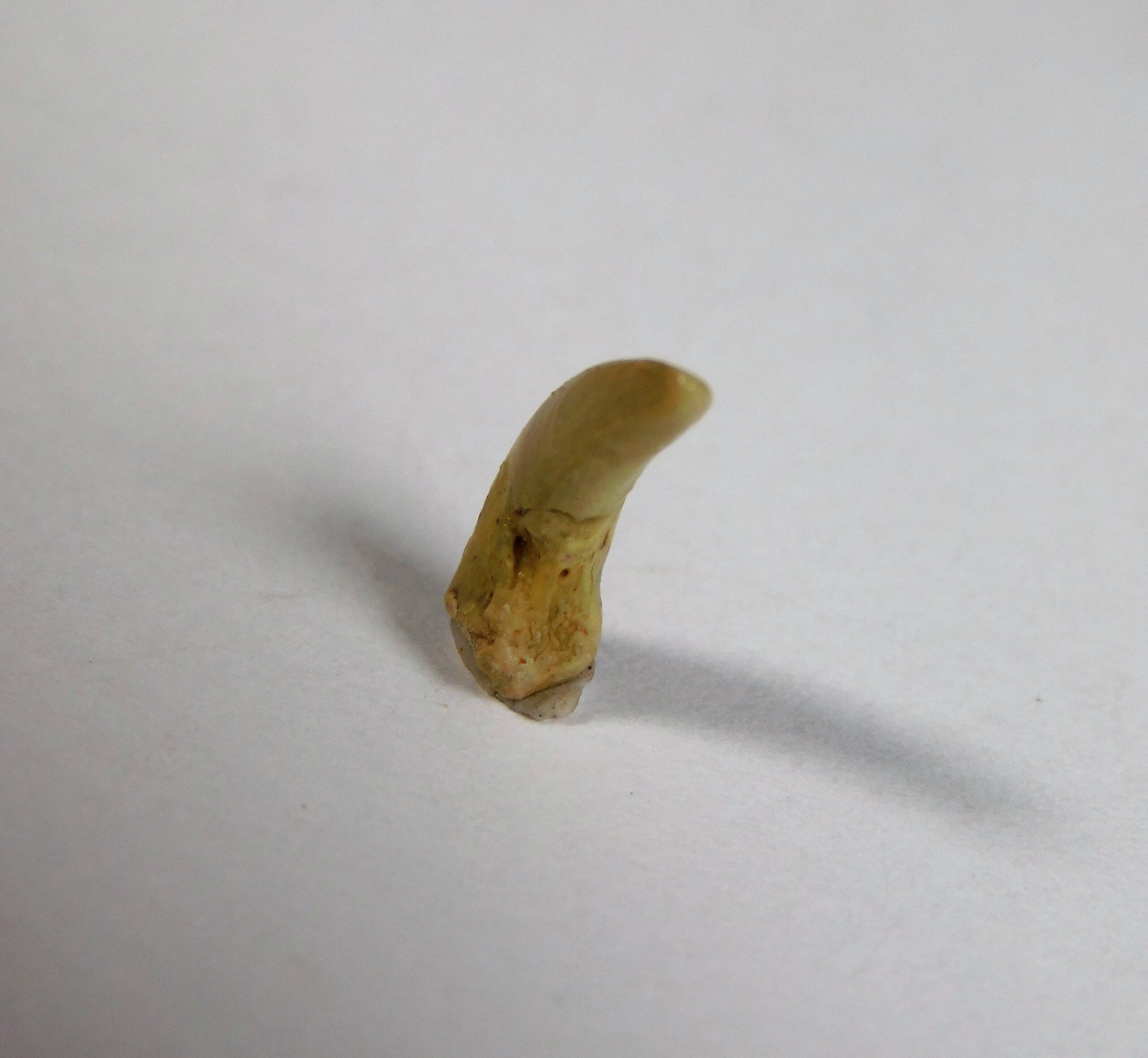 Coelophysis sp. hand claw - Image 4