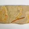 Killer Worm - Eunicites diopatroides - Image 3