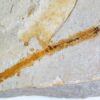 Killer Worm - Eunicites diopatroides - Image 4