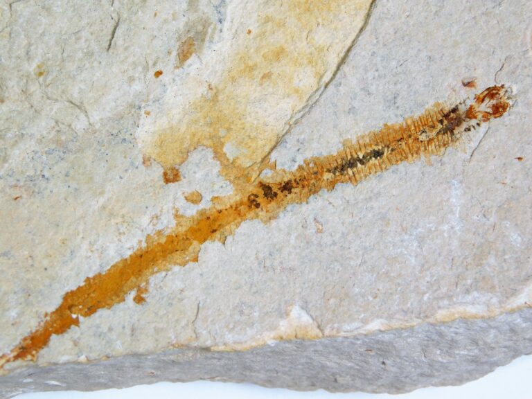 Killer Worm - Eunicites diopatroides