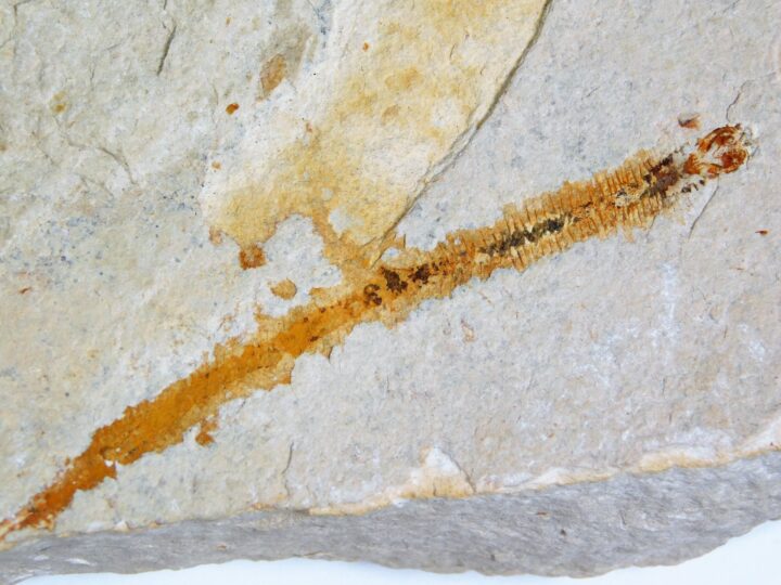 Killer Worm - Eunicites diopatroides