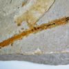 Killer Worm - Eunicites diopatroides - Image 2