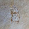 Marine Isopod - Unusuropode castroi - Image 3