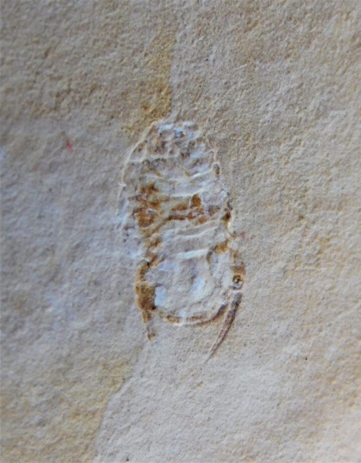Marine Isopod - Unusuropode castroi