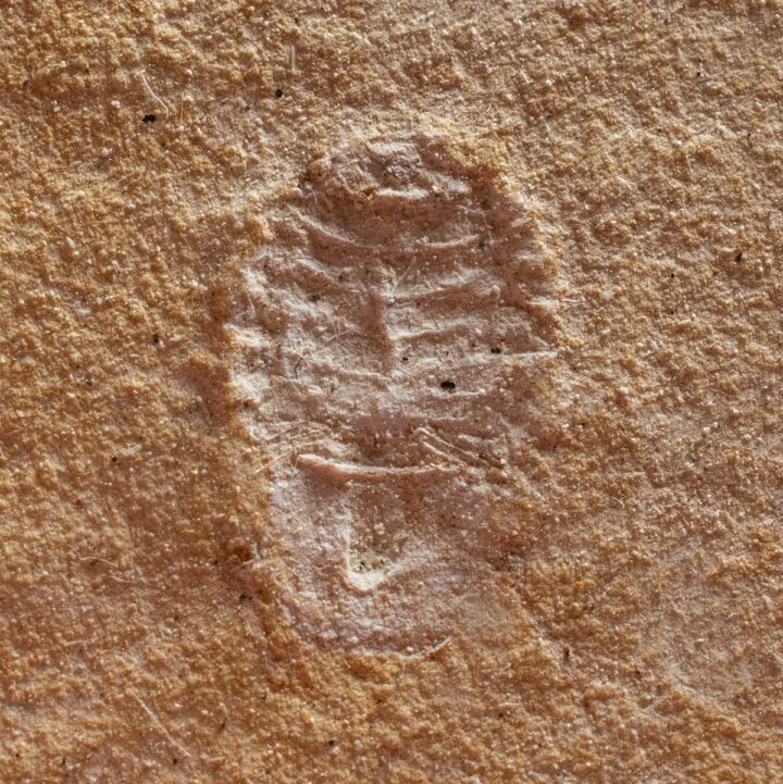 Marine Isopod - Unusuropode castroi