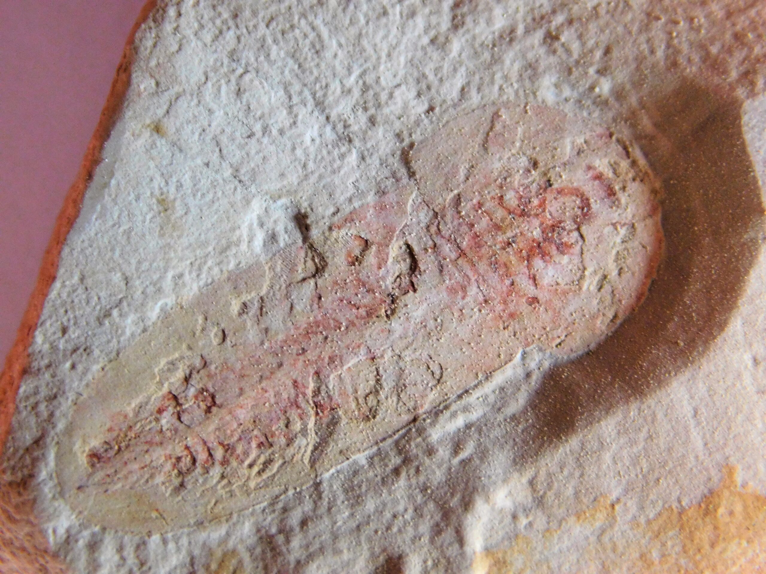 Cambrian naraoid - Misszhouia longicaudata - Image 2