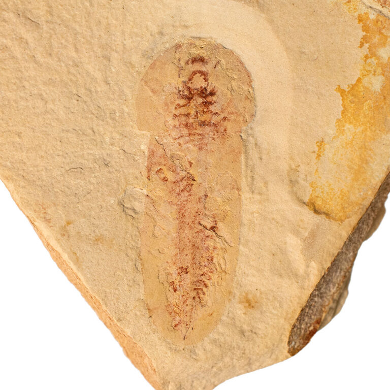 Cambrian naraoid &#8211; Misszhouia longicaudata, The Natural Canvas