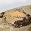 Ctenothrissa and Worm - Image 6