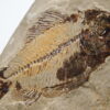 Ctenothrissa and Worm - Image 4