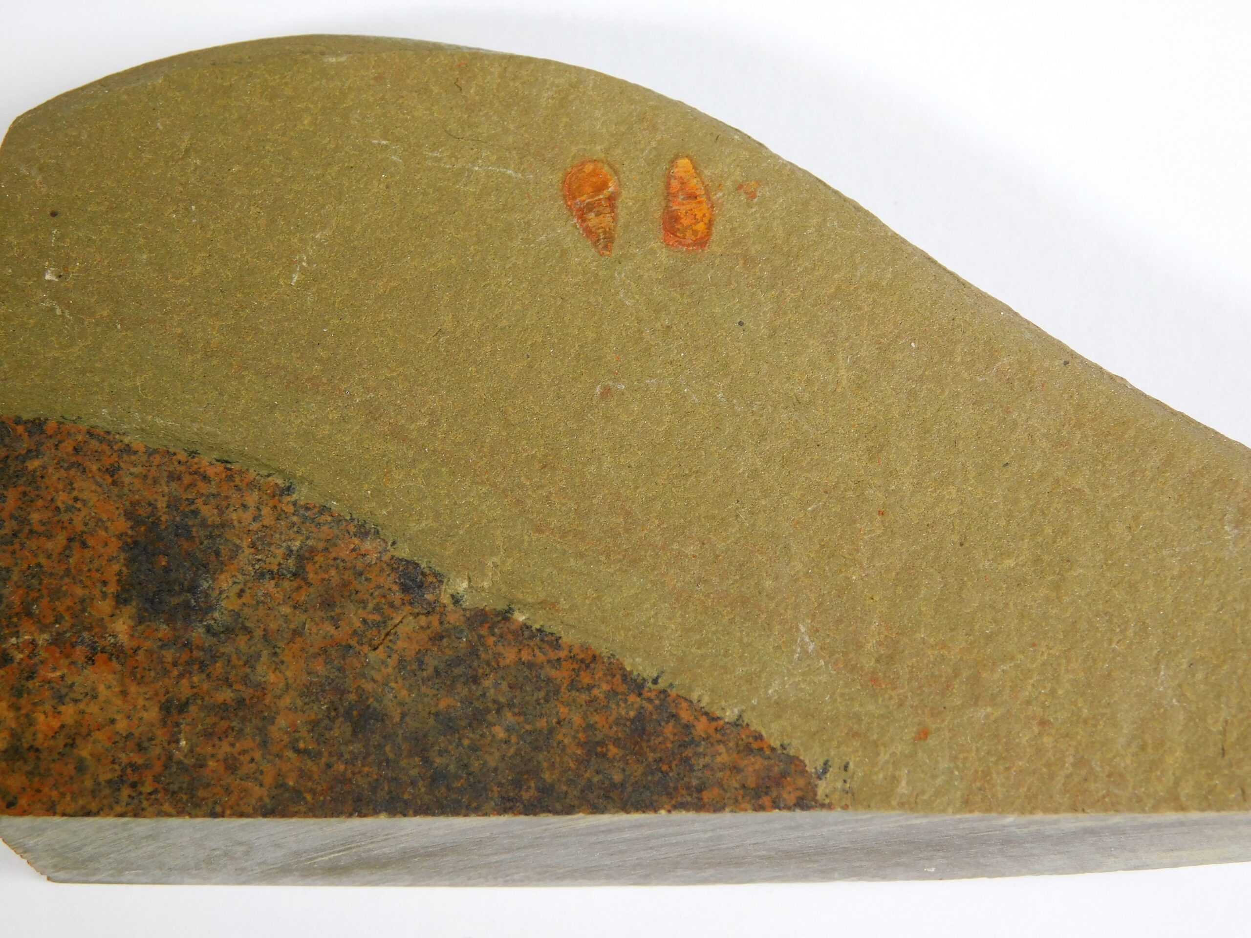 Ancestral arthropod new to science! - Setapedites - Image 2