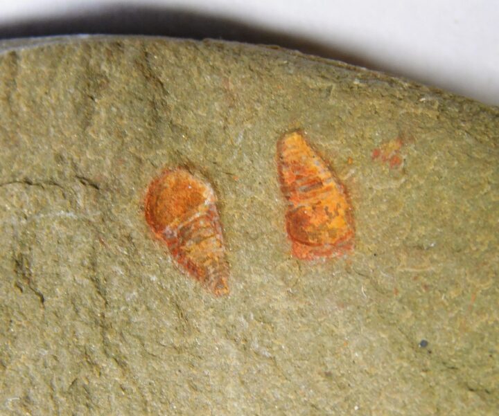 Ancestral arthropod new to science! - Setapedites