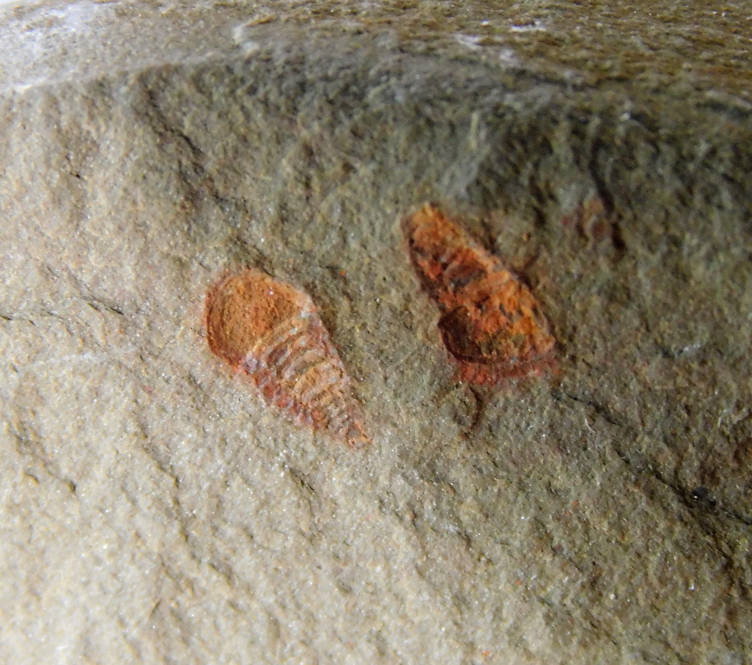 Ancestral arthropod new to science! - Setapedites - Image 3